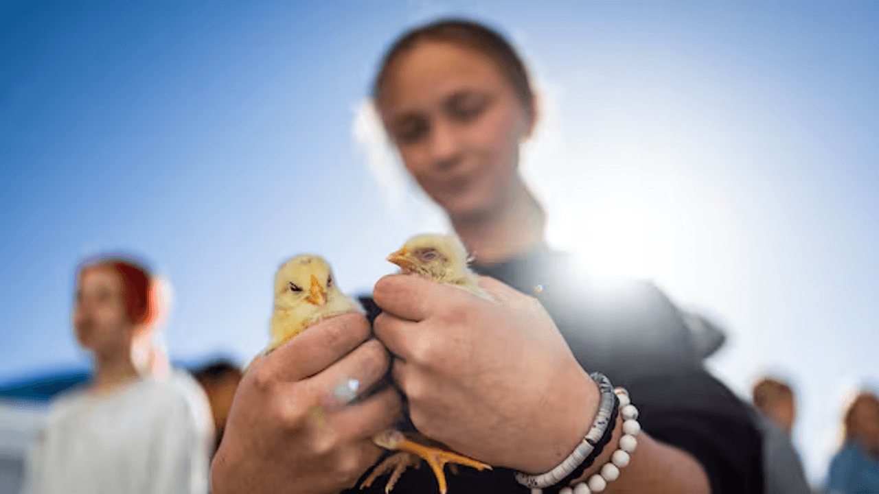 Getting their hands dirty: How Utah ag education is bridging the digital divide
