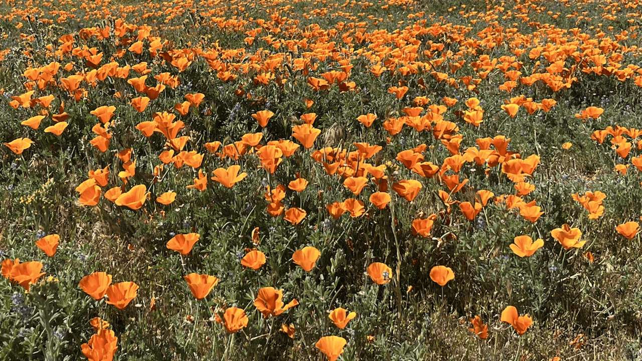 Head to this park to see a surprise poppy bloom