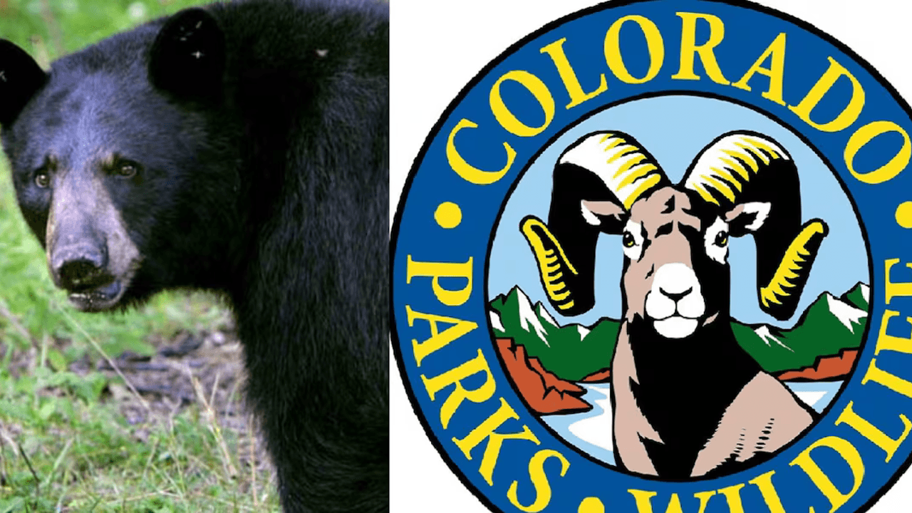 Bear video prompts reminder from Colorado Parks and Wildlife