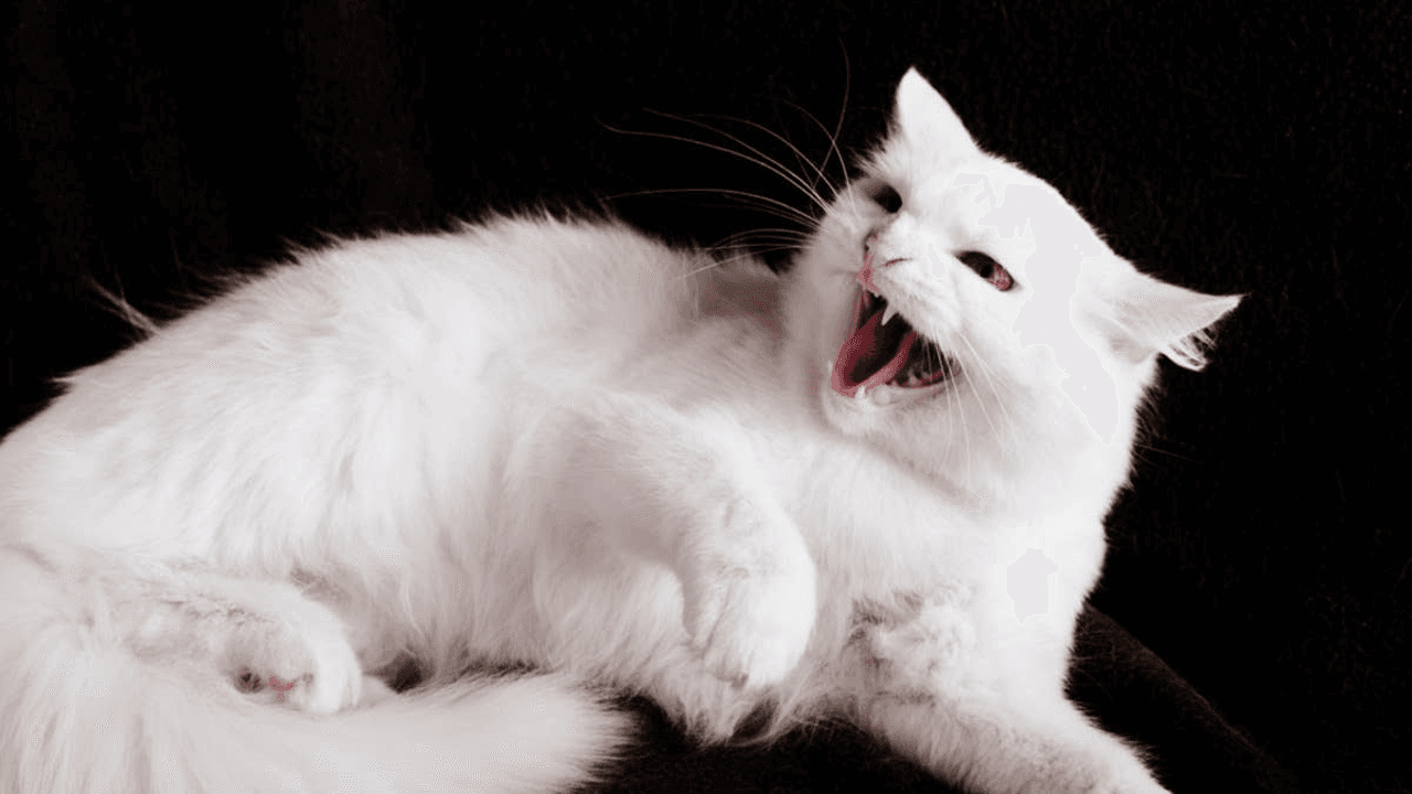 This Kitten Had No Idea Who the Dog Was After Her Grooming and the Reaction Is Everything