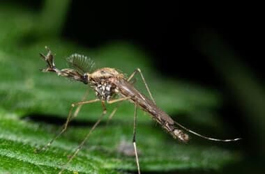 Iceland reports the presence of mosquitoes for the first time, as climate warms - NPR