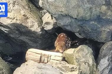 'Odd' sighting of rare quoll at boat marina intrigues residents