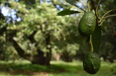 In this small Mexican town, avocados were a lifeline - and a curse