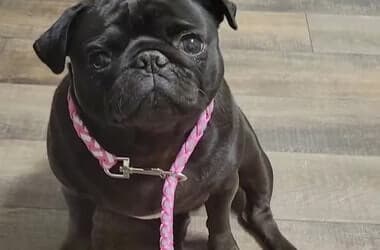 Family says animal hospital worker took pug home after they paid for euthanasia