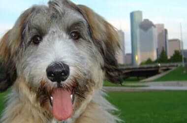 Remembering Radar: 10 years since we said goodbye to KPRC 2's beloved weather dog