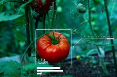 Who benefits from regional food innovation in Europe