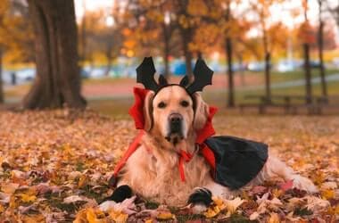 Pet owners urged to take precautions before Halloween trick-or-treating - WOWO News/Talk 92.3 FM and 1190 AM